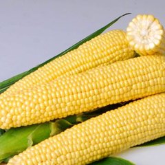 Фото 1 - Джиа F1 кукуруза суперсладкая Hazera 100 000 семян