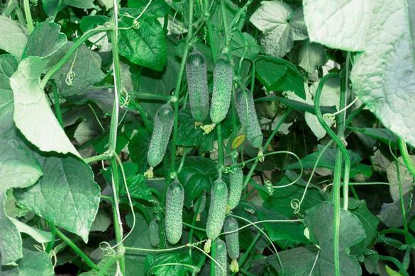 Фото 6 - Мадита F1 огурец партенокарпический Seminis 250 семян