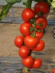 Фото 1 - Чероки F1 томат индетерминантный Esasem 250 семян