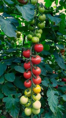 Фото 1 - Блейз F1 (1617 F1) томат индетерминантный Spark Seeds 250 семян