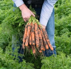 Фото 1 - Нерак F1 морковь тип Нантский Bejo Zaden 1.6 -1.8, 100 тыс. семян