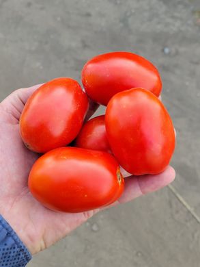 Фото 2 - 3402 F1 томат детерминантный Heinz 500 семян