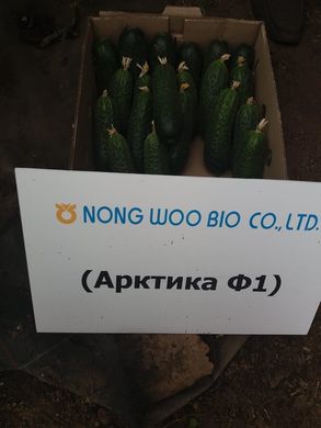 Фото 2 - Арктика F1 огурец партенокарпический Nongwoo Bio 1000 семян