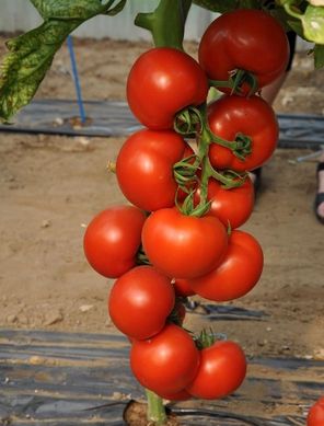 Фото 1 - Черокі F1 томат індетермінантний Esasem 250 насінин