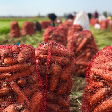 Фото 2 - Болівар F1 морква середньопізня тип Нантський Clause 1,6-2,0, 100 000 насінин
