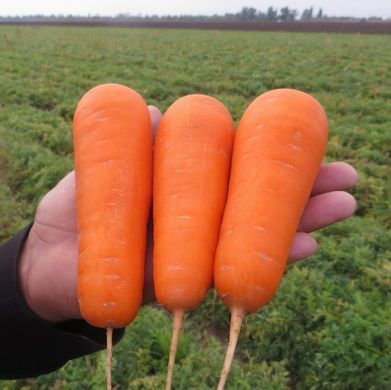 Фото 1 - Болівар F1 морква середньопізня тип Нантський Clause 1,6-2,0, 100 000 насінин