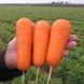Болівар F1 морква середньопізня тип Нантський Clause 1,6-2,0, 100 000 насінин