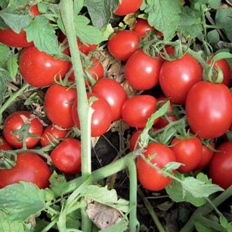 Фото 1 - Перфектпил F1 томат детерминантный Seminis 1000 семян