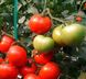 Топкапи F1 томат детерминантный Hazera 1000 семян