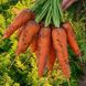 Йорк F1 морква тип Шантане Spark Seeds 1.8 - 2.0, 25 тис. насінин