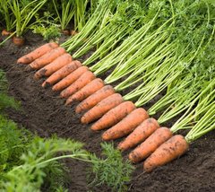 Фото 1 - Каскад F1 морковь тип Шантане Bejo Zaden 1.6 -1.8, 100 тыс. семян