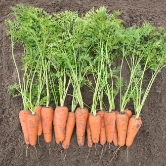 Фото 1 - Кесена F1 морква тип Шантане Bejo Zaden 1,8-2,0 мм, 100 тис. насінин