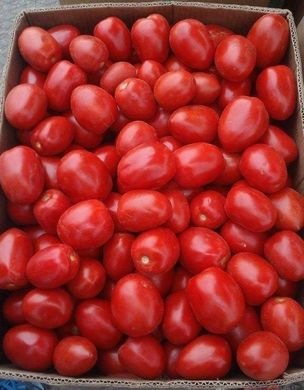 Фото 1 - Галилея F1 томат детерминантный Hazera 1000 семян