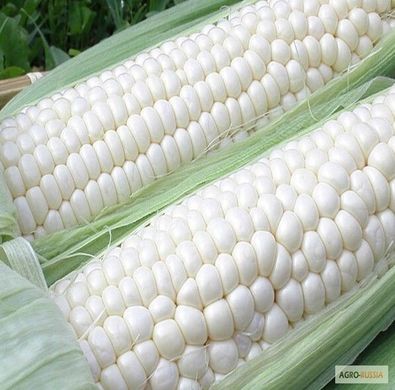 Фото 2 - Ніколь F1 кукурудза біла Clause 5 000 насінин