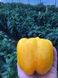 Спрингбокс F1 (Казантип F1) перец сладкий желтый Clause 500 семян